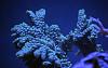Montipora Spongodes