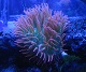 anemoneSer
