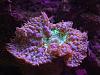 Purple and green Blasto