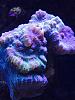 Calustrea