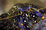 Dwarf Blue Leg Hermit Crab