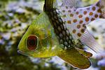 Pyjama Cardinalfish