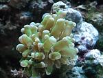 Grape in 30-gallon.