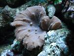 Cabbage Leather in old 20 gallon.