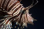 LionFish