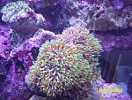 polyps