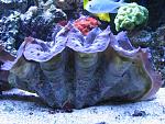 Gigas clam