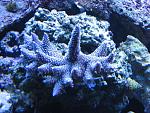 sps