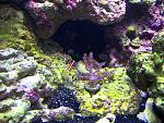 pepe and coral