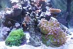 Cleaner shrimp out and about