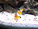 Another pic of one of the clowns. This one likes to pick up a small piece of rubble, take it to the surface, drop it and chase it down. A true clown!...