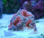 Ultra ? Acan