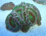 Acan #4