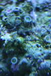 anemoneCrop