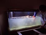 1- Placing new live rock 9/28/08