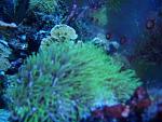home tank