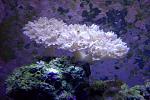 !OLD! pulsing Xenia's
