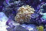 !OLD! Frogspawn