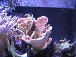 IMG 0446   Copy