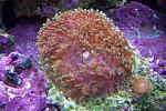 One of my new Hairy mushrooms with a couple of Zoas. These mushrooms are really cool!