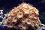 New colony of Palythoas.