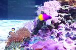 More Royal Gramma pics. I was afraid he would hide all the time but he is always out swimming all over the tank.