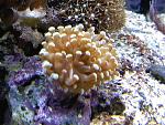 !NEW! Torch Coral