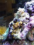!NEW! zoo's and mushroom