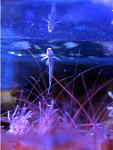 goby