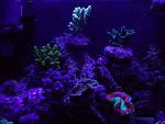 biocube 017