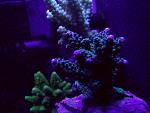 biocube 014
