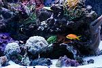 Kristy - 1/2 Tank Shot w/ Female Lyretail Anthias & GSM Clownfish
