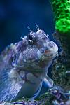 Kristy - Lawnmower Blenny
