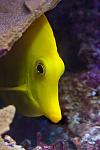 Rocketeer - Yellow Tang
