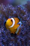 Brewercm - Colt Coral hosting a Clownfish