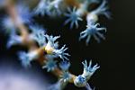 Hobogato - Blueberry Gorgonian