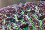 Hobogato - Maze Brain Coral