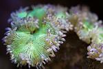 Hobogato - Elegance Coral