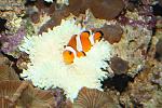 male clown with anemone