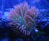 anemoneS