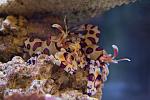 Hawaiian Shrimp