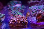 Franks Tanks - acan & seahorse