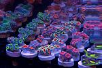 Cherry Corals - tons of acans