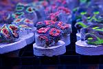 Cherry Corals - sweet acans
