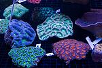 ZoaNuts - A nice collection of corals