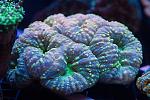 ZoaNuts