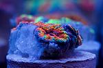 Cherry Corals - Rainbow Acan