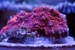 Cherry Corals - Chalice