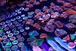 Cherry Corals