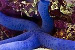 Blue Linka Starfish